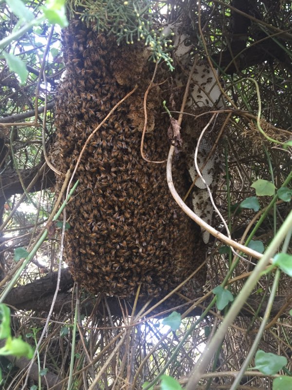 Swarm in a Tree